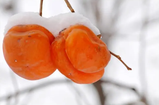 冻柿子用凉水泡多久才可以吃1